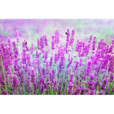 Mansi Lavender Flowers by Adisa - Wrapped Canvas Print