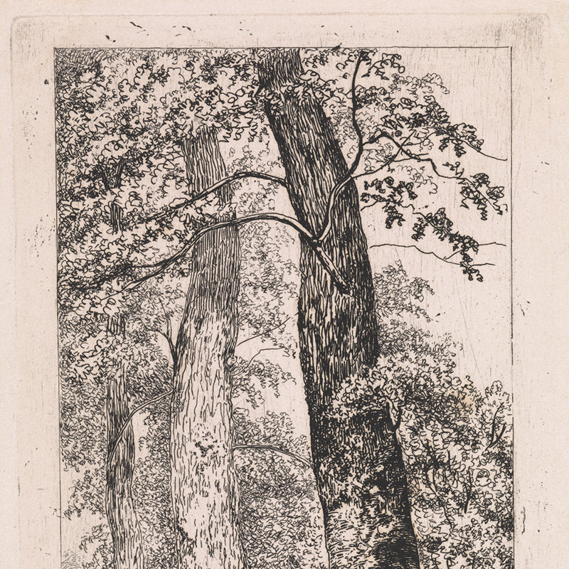 Three Tall Trees Print by Cornelis Steffelaar