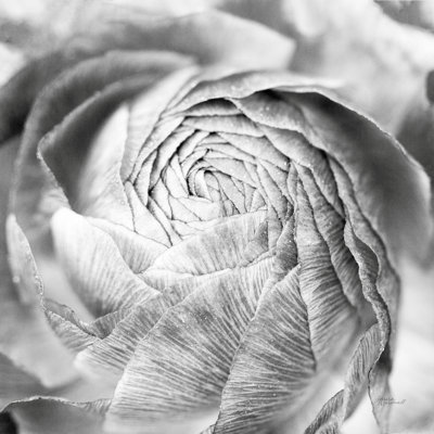 " Ranunculus Abstract II BW Light "
