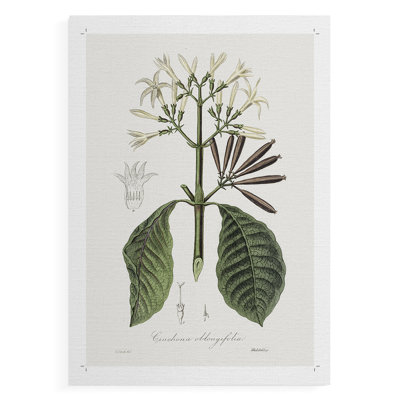 Tropical Botanical IV - Impression sur toile seulement - NON-CADRE