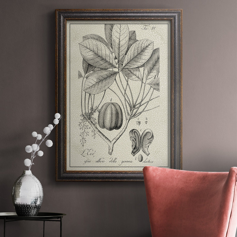 Toile encadrée de qualité supérieure antique noire et blanche botanique VI - prête à être accrochée