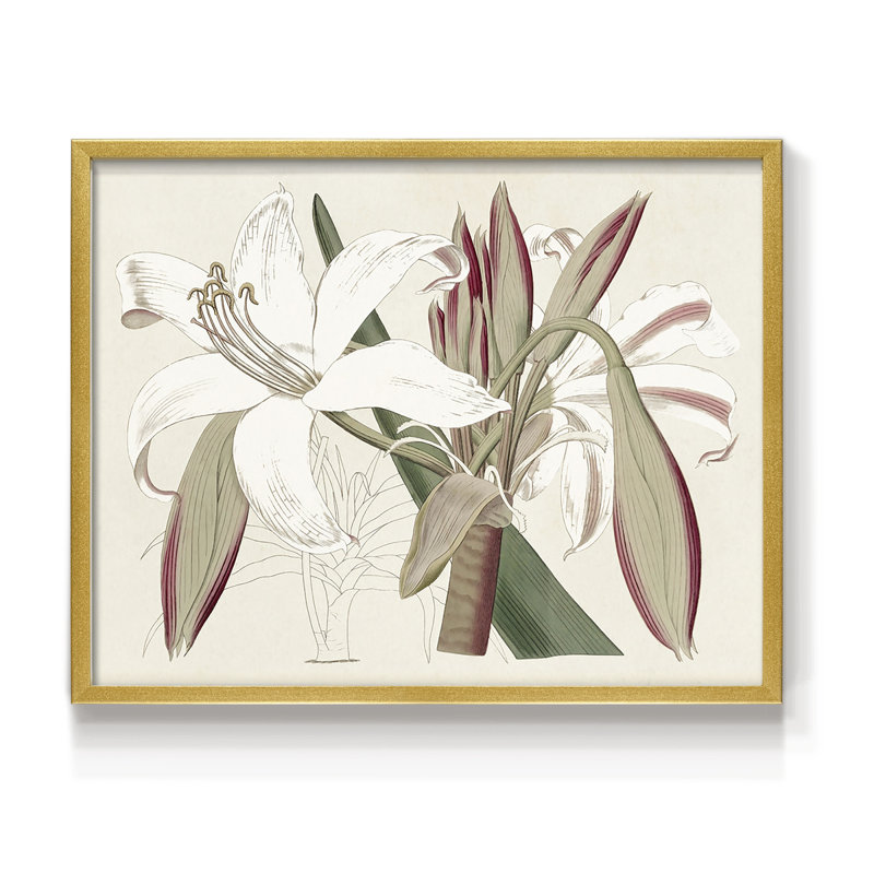 Amaryllis Varietals II - Reproduction encadrée - Restickable
