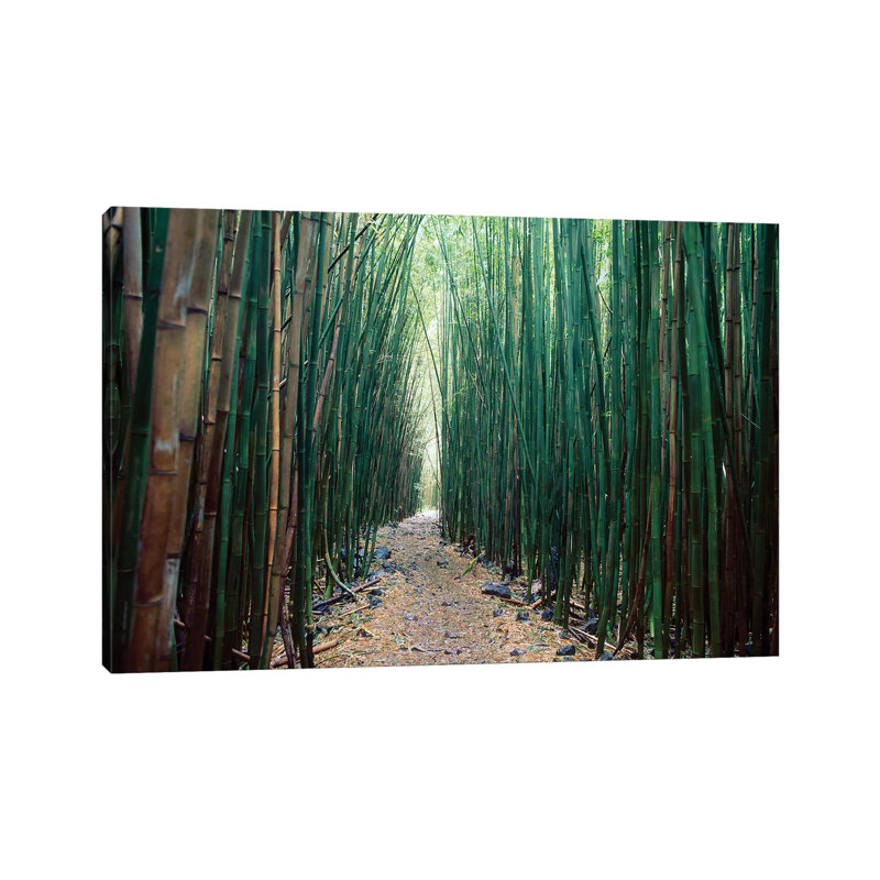 Bamboo Forest, Haleakala National Park, Maui 1 Piece Wrapped Canvas Wall Art, 66.04 cm H x 45.72 cm W x 3.175 cm D