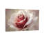 Plantes et fleurs, rose doux, gros plan, art floral-1191713612