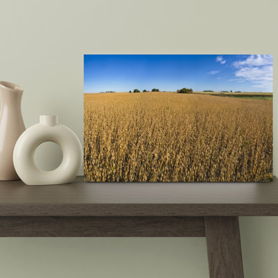 Field With Ripe Soybeans Ready For Harvest, Buffalo Center, Iowa, Usa Contemporary Landscape Nature Wall Art