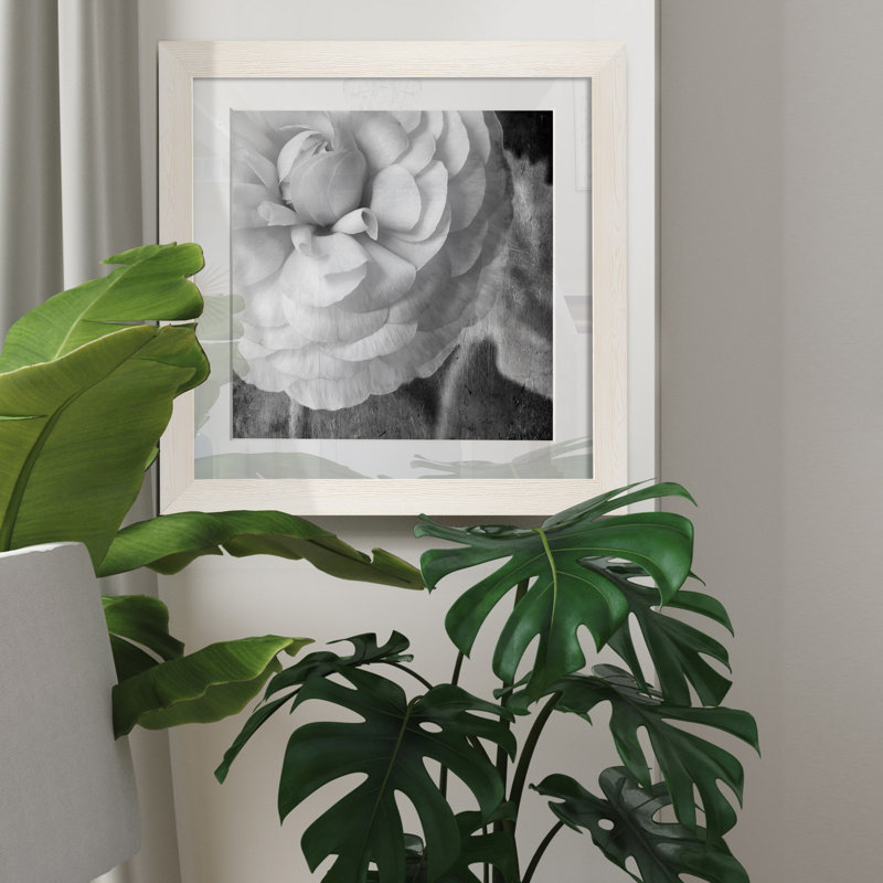 Renoncule foncé II - cadre photo, H 35,5 po x l 35,5 po x P 1,5 po, Papier encadré blanc, Blanc