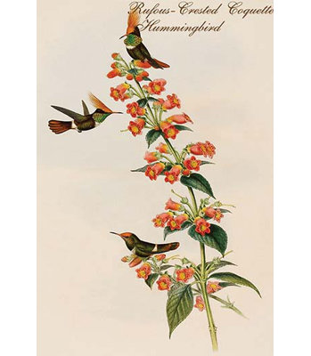 Colibri en coquette-crête rousse-impression d’art graphique