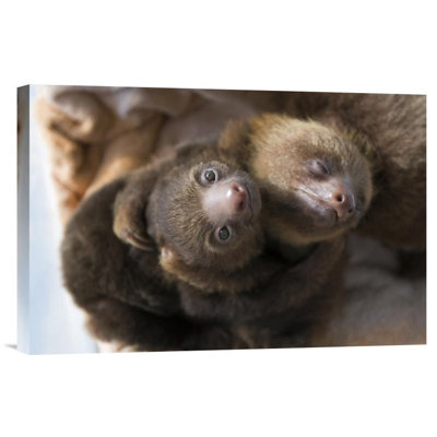 " Hoffmann'S Two-Toed Sloth Orphaned Babies "