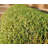 FresGard Outdoor Artificial Grass Turf Rug / Roll