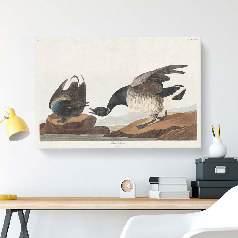 Brant Geese by John Audubon - Wrapped Canvas Painting, 50cm H x 76cm W x 3cm D