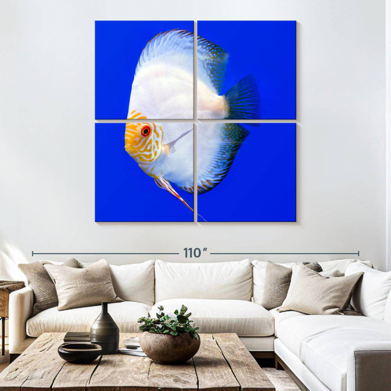 Brampt Pompadour Discus Fish, 74" H x 74" W