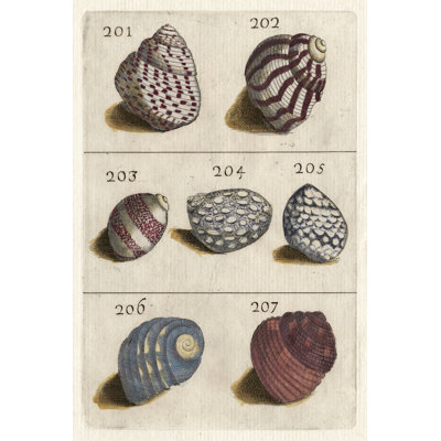 Shell Collection II - Wrapped Canvas Painting
