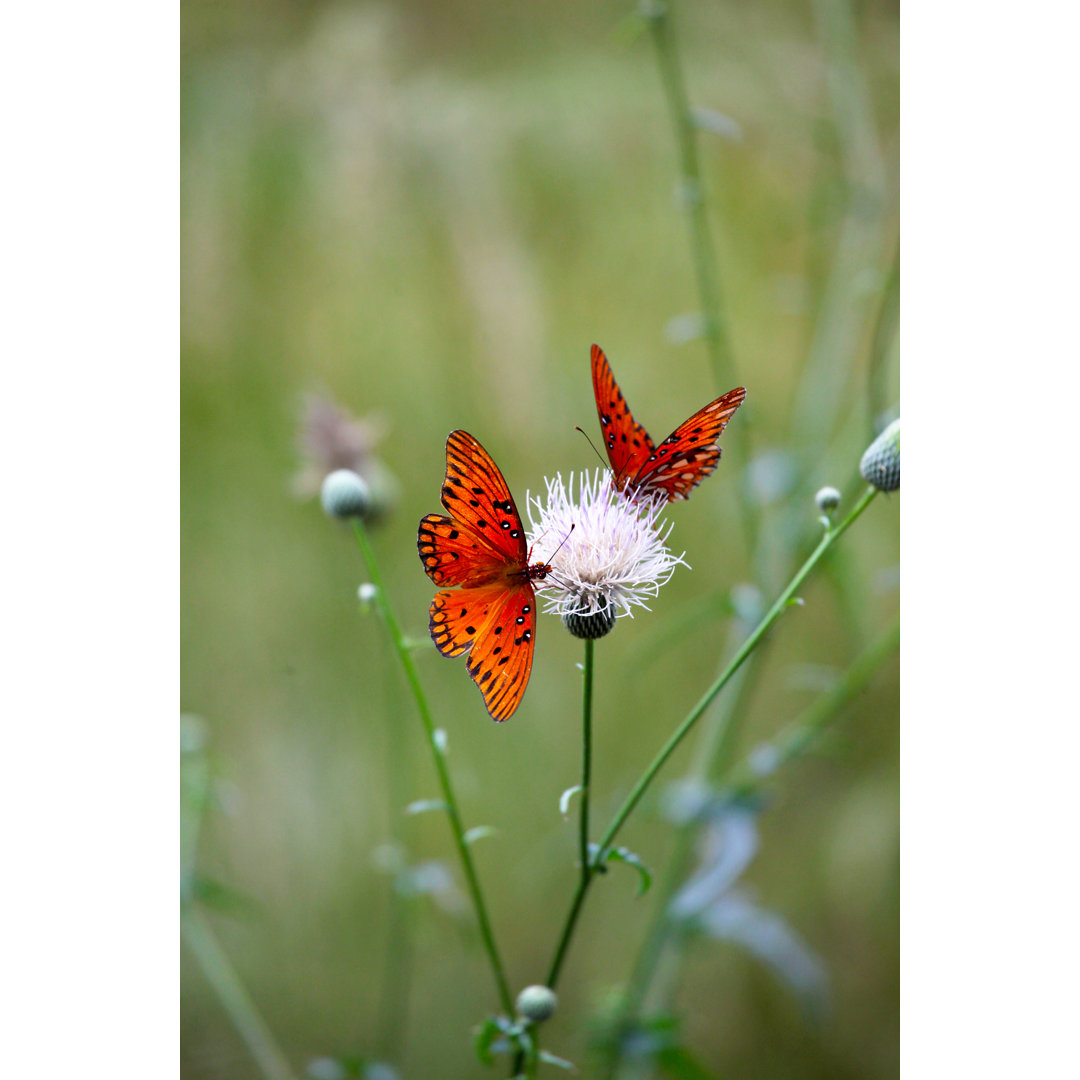 Butterfies von Akaplummer - Kunstdrucke auf Leinwand - Wrapped Canvas