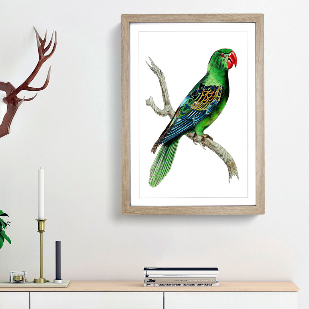 Great-Billed Parrot by George Shaw - Framed Print