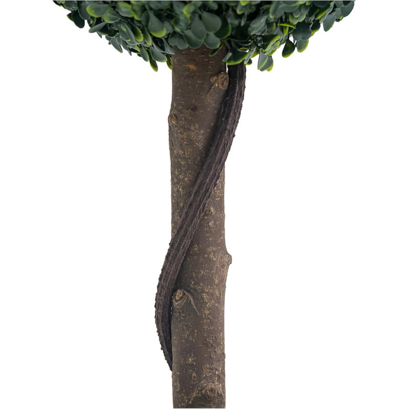 36cm Plant