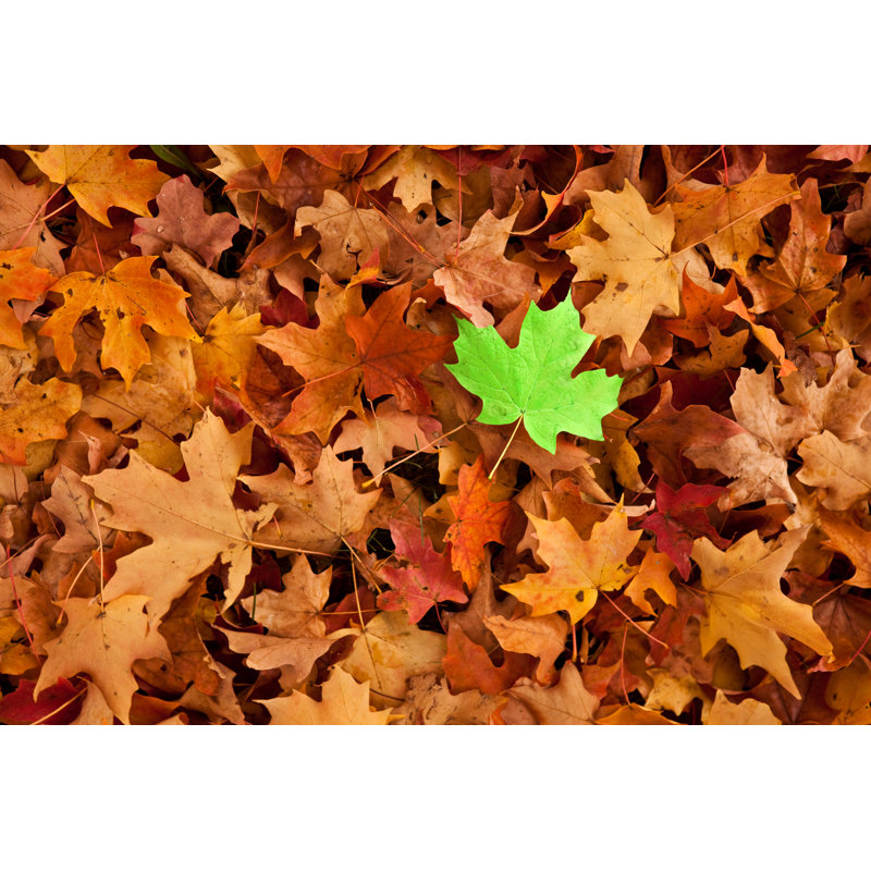 Green Leaf In The Fall by Sdominick - No Frame Art Prints on Canvas, 30cm H x 46cm W