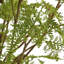 Uttermost Woodland Fern Centerpiece