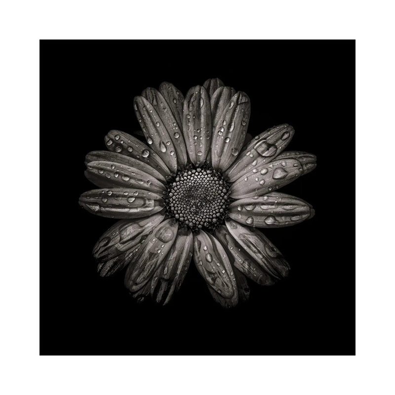 Black And White Daisy IV by Brian Carson - Wrapped Canvas Print, 45.72 cm H x 45.72 cm W x 1.91 cm D