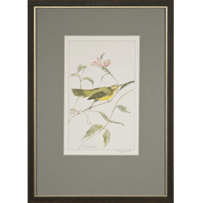Warbler Print by Daughdrill