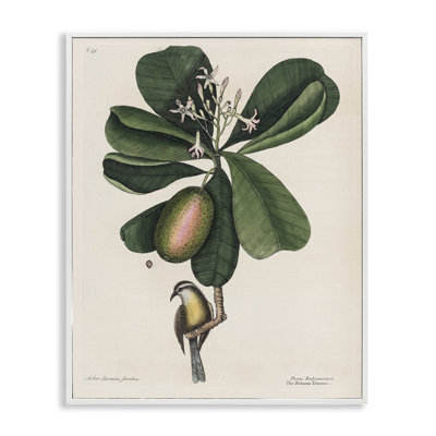 Giclée encadrée Catesby Flora & Fauna, design par Print Collection