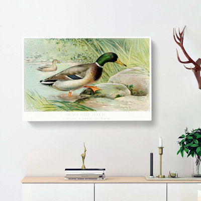 Mallard Duck by J.L. Ridgway - Wrapped Canvas Painting