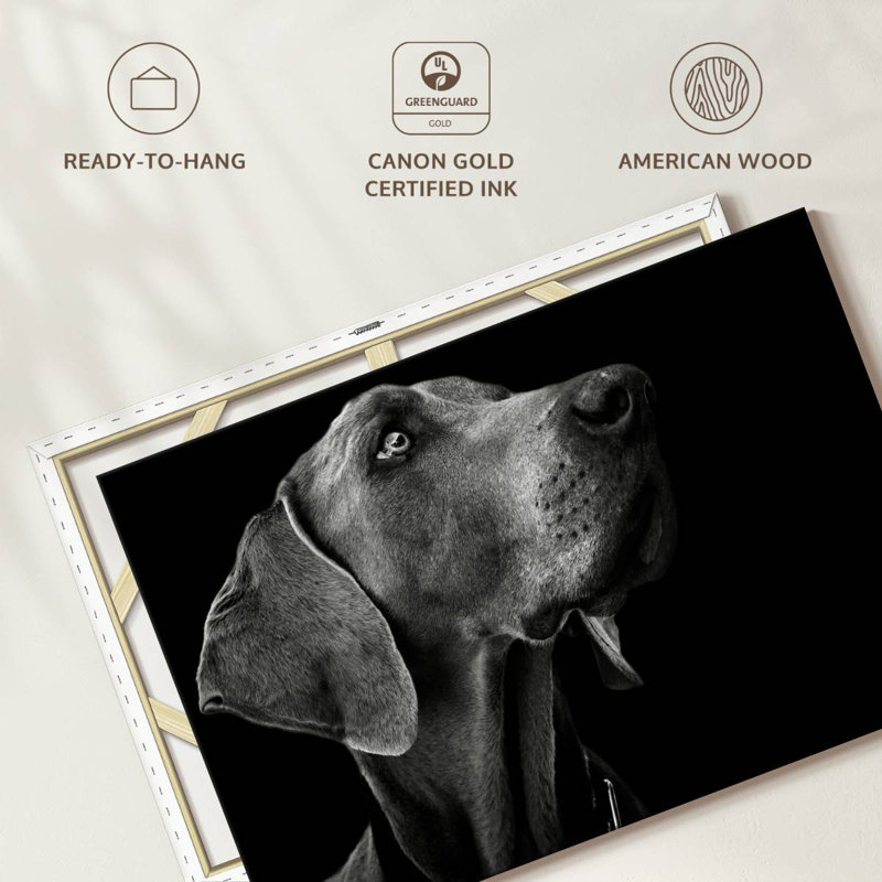Brampt Monochrome Dog