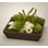 Faux Succulent in Wood Planter