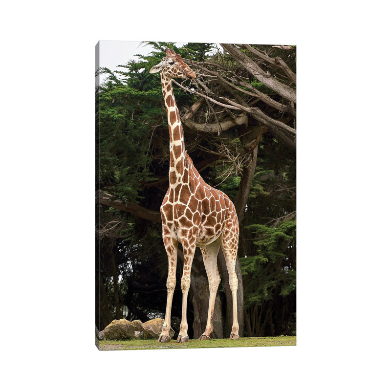 Giraffe I by Nikita Abakumov - Wrapped Canvas Print