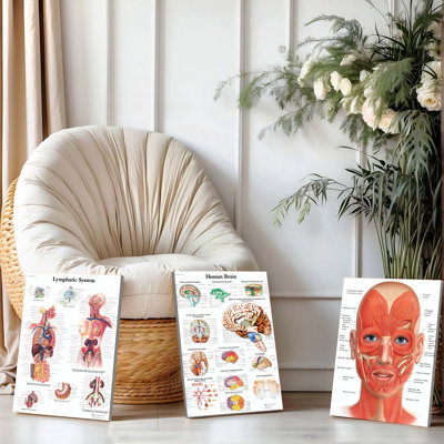 3PCS Wall Arts Posters Framed, Human Anatomy Educational Canvas Prints Set of 3 - Lymphatic System Brain and Facial Muscles Medical Posters for Office Clinic Decor with Detailed Anatomical Illustrations and Labels