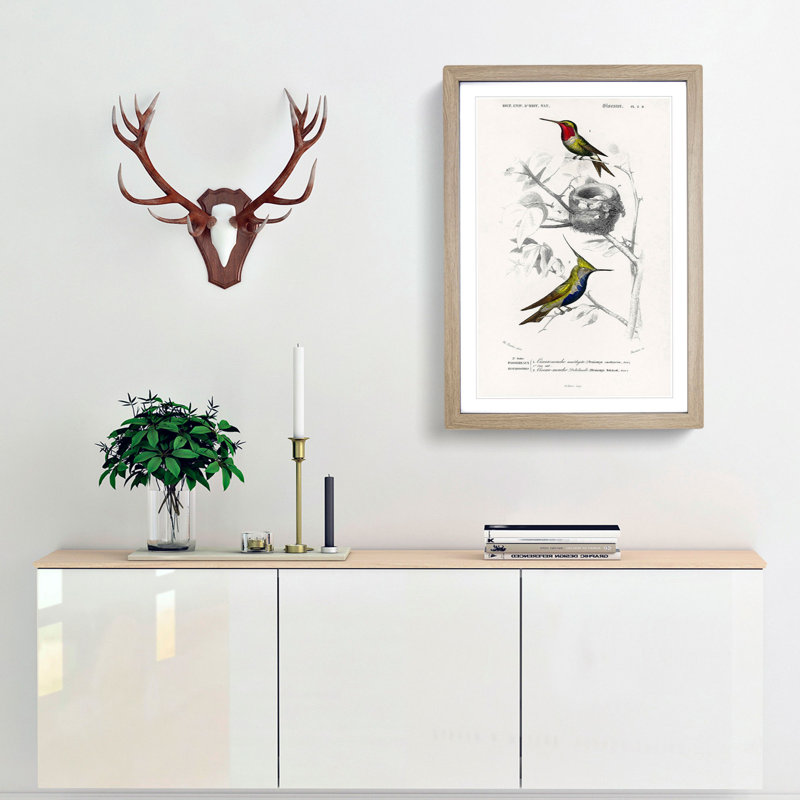 Bird Illustrations PL. 5D by Charles D' Orbigny - Single Picture Frame Painting, 63cm H x 45cm W x 2cm D, Oak Framed