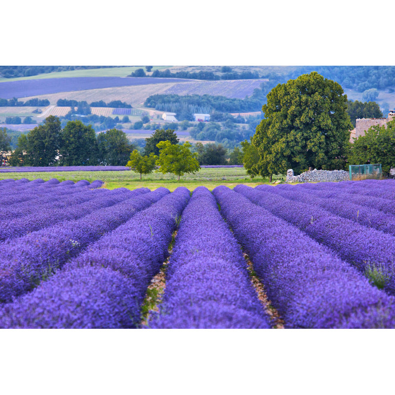 Lavander Fields par Bbsferrari - Photographie sur toile tendue, H 8 po x l 12 po