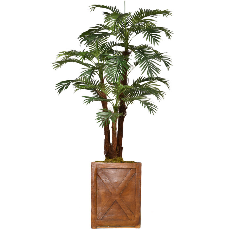 Palmier de Panama en pot