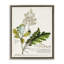 "Botanical Plant Illustration Leaves", impression sur toile par World Art Group-362868628-362868185