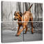 Chiot Rhodesian Ridgeback-1931844224