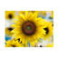 Tournesol-30017857