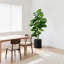 72" Faux Fiddle Leaf Fig Tree