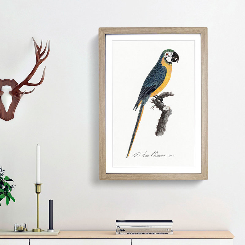 Blue and Yellow Macaw Parrot by F. Levaillant - Framed Print, 65cm H x 48cm W x 2cm D, Oak Framed