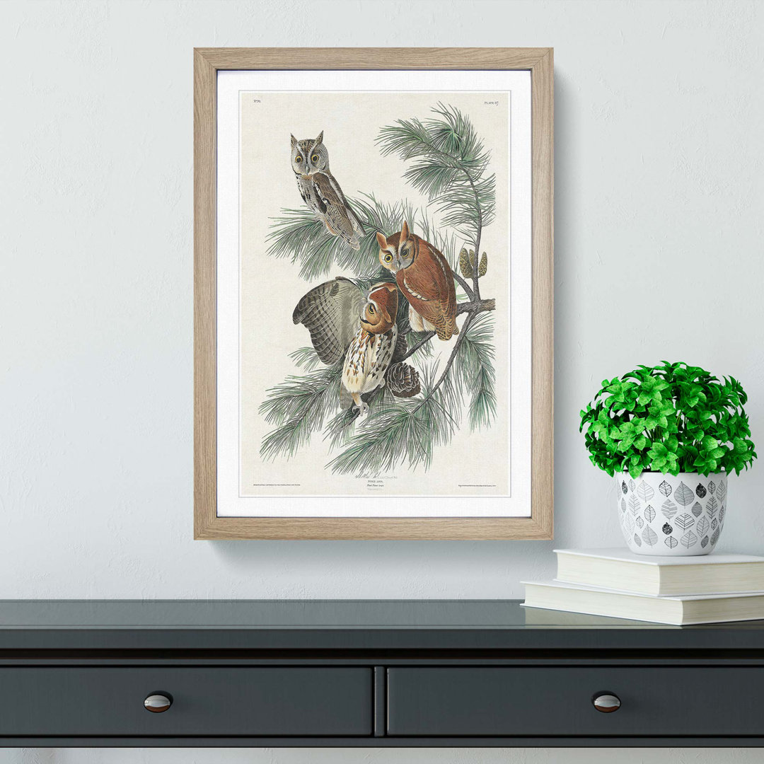 Little Screech Owls by John Audubon - Picture Frame Painting Print