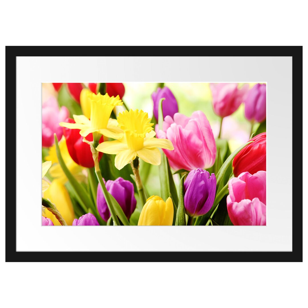 Gerahmtes Poster Osterglocken und Tulpen