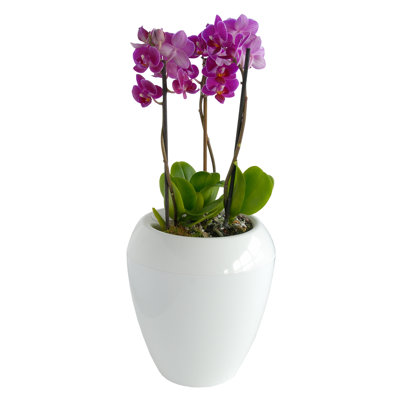Kamouri Pot Planter