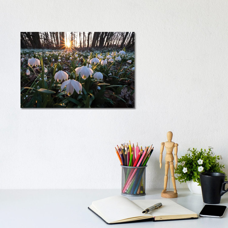 Snowdrops I by Mateusz Piesiak - Wrapped Canvas Print, 20.32 cm H x 30.48 cm W