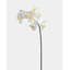 Pink Spotted Phalaenopsis Orchid 22”-20276634-20276635