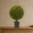 Boxwood Ball Topiary