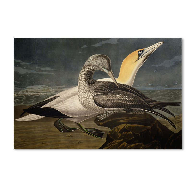 "gannets" par john james audubon, reproduction d’art sur toile tendue, H 16 po x l 24 po x P 2 po