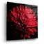 «Red Chrysanthemum On Black» par Tom Quartermaine-1872545881
