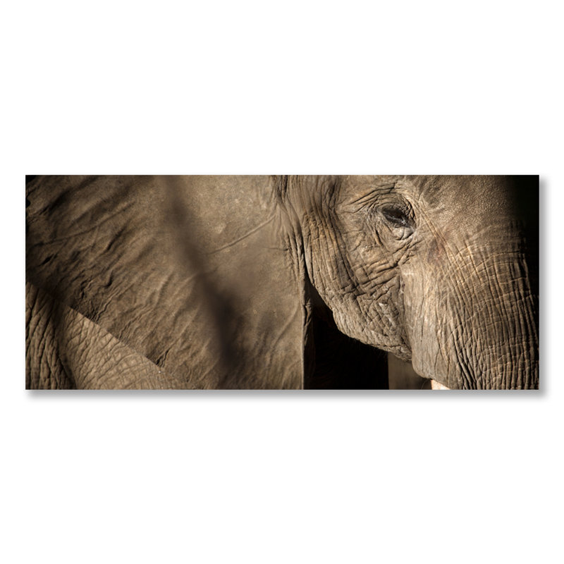 Great Elephant Print, Aluminum, 36" H x 84" W x 1.5" D