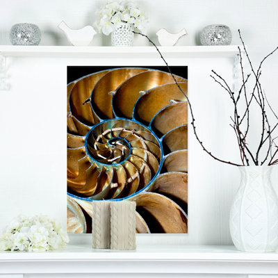 " Brown Large Nautilus Shell "