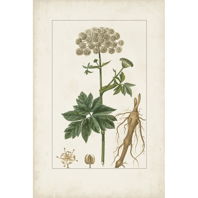 Antique Turpin Botanical I by Turpin - Art Prints, Black Floater Framed, 46 cm H x 30 cm W