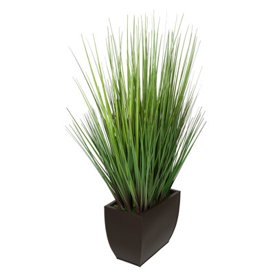 Herbe à feuillage 28 po en pot
