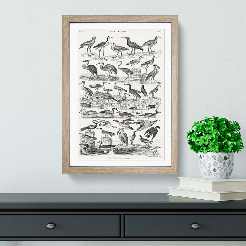 Ornithology Study of Birds LXVII by Oliver Goldsmith - Picture Frame Drawing Print, 36cm H x 27cm W x 2cm D, Oak Framed